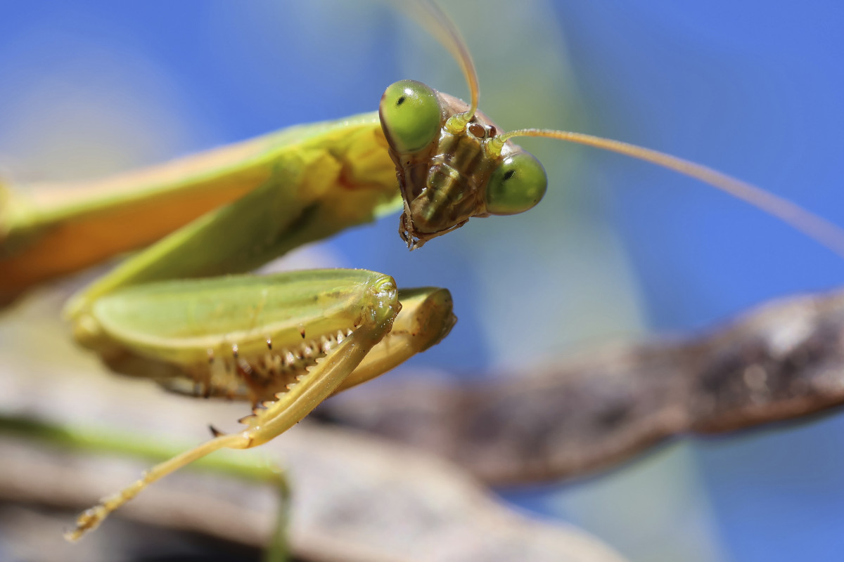 A close-up photo of a praying mantis looking directly to the camera
