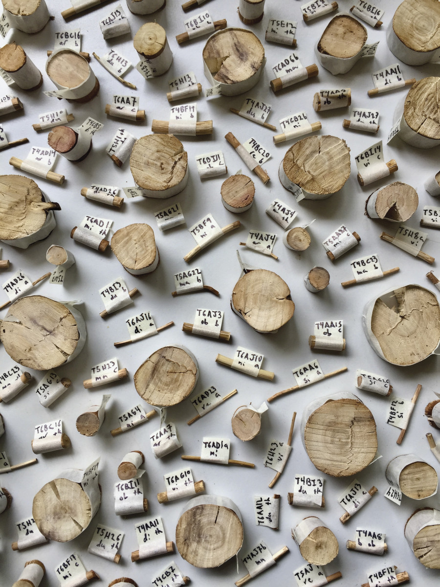 Photo looking down on a table top covered in a mixture of short sticks and round cross-cuts of tree limbs and tree limbs, each labeled with white paper and black ink.