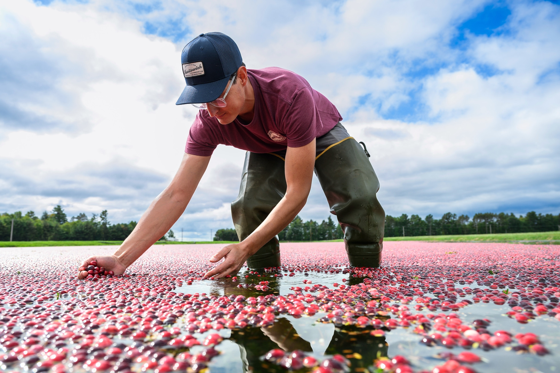 A man standing in a cranberry bog bends down to scoop up a handful of berries.