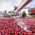 Workers use machinery to harvest cranberries from a bog.