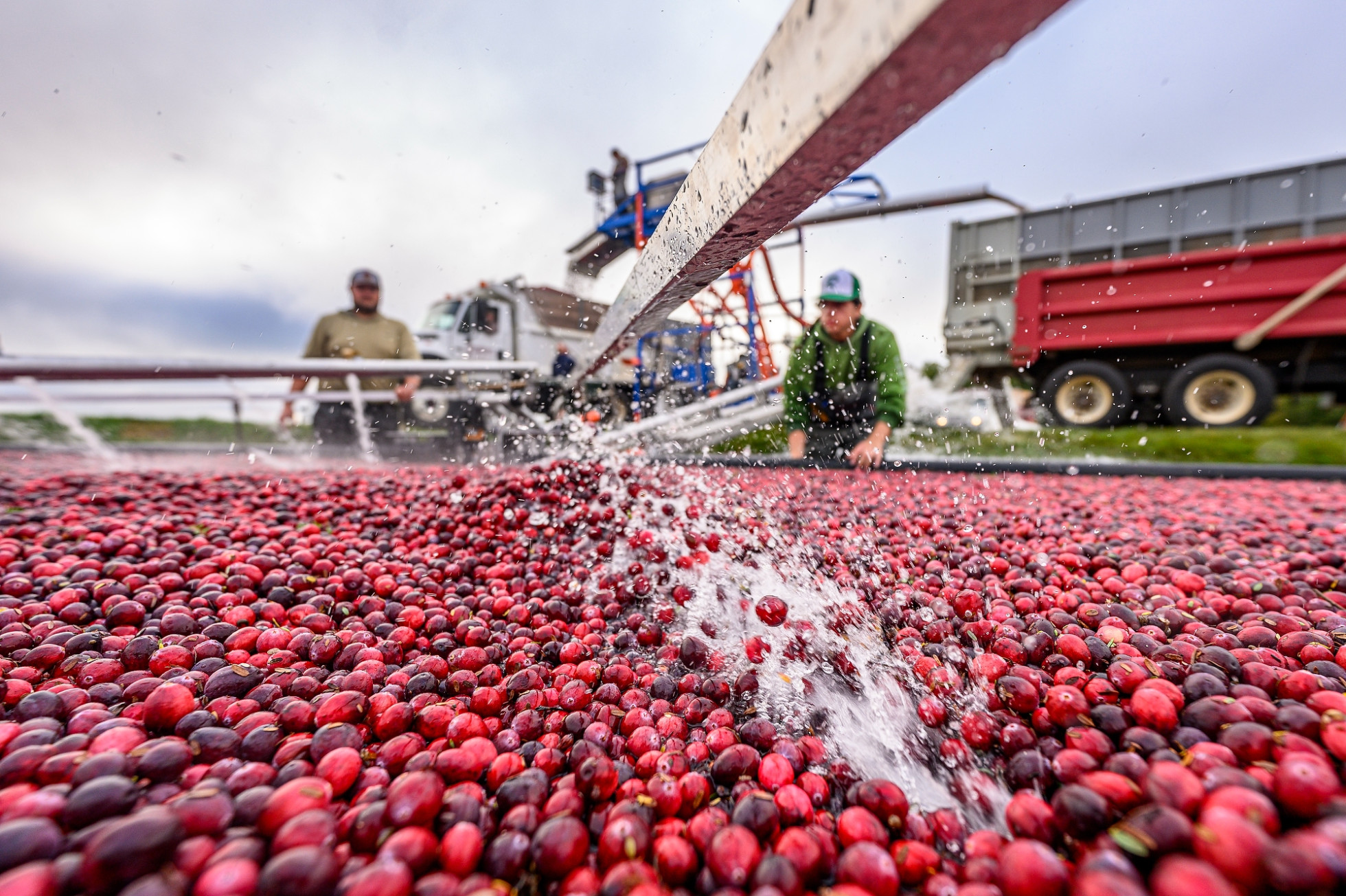 Workers use machinery to harvest cranberries from a bog.