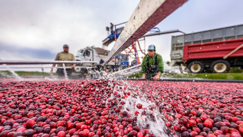 Workers use machinery to harvest cranberries from a bog.