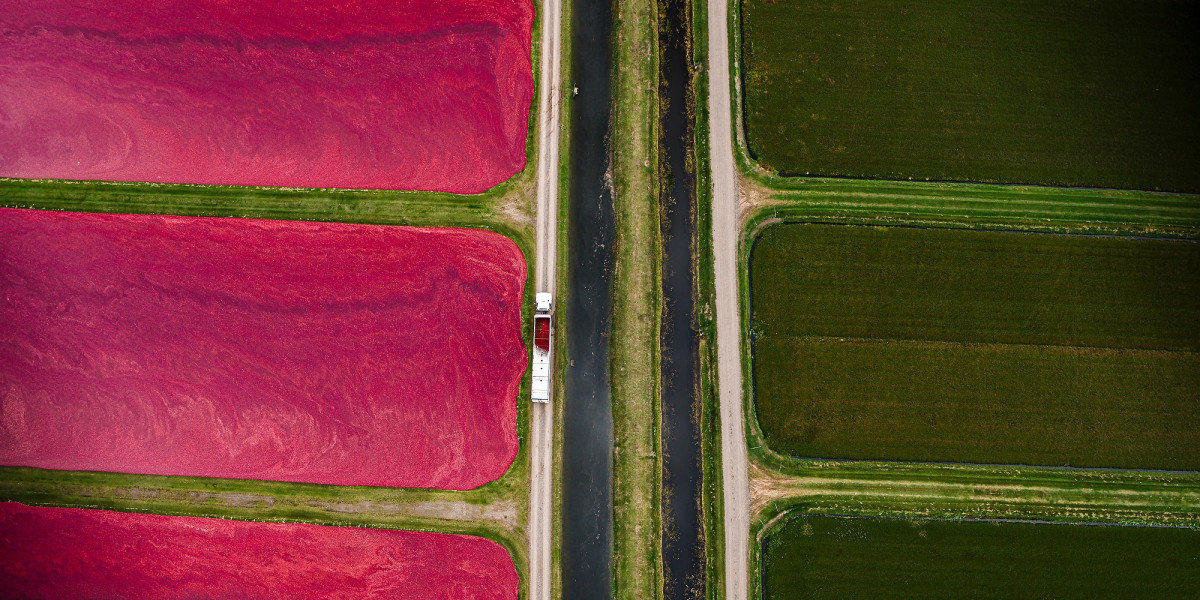 An aerial photo shows deep red cranberry bogs on the left and green bogs on the right. A truck loaded with berries drives down a road in the center of the photo.