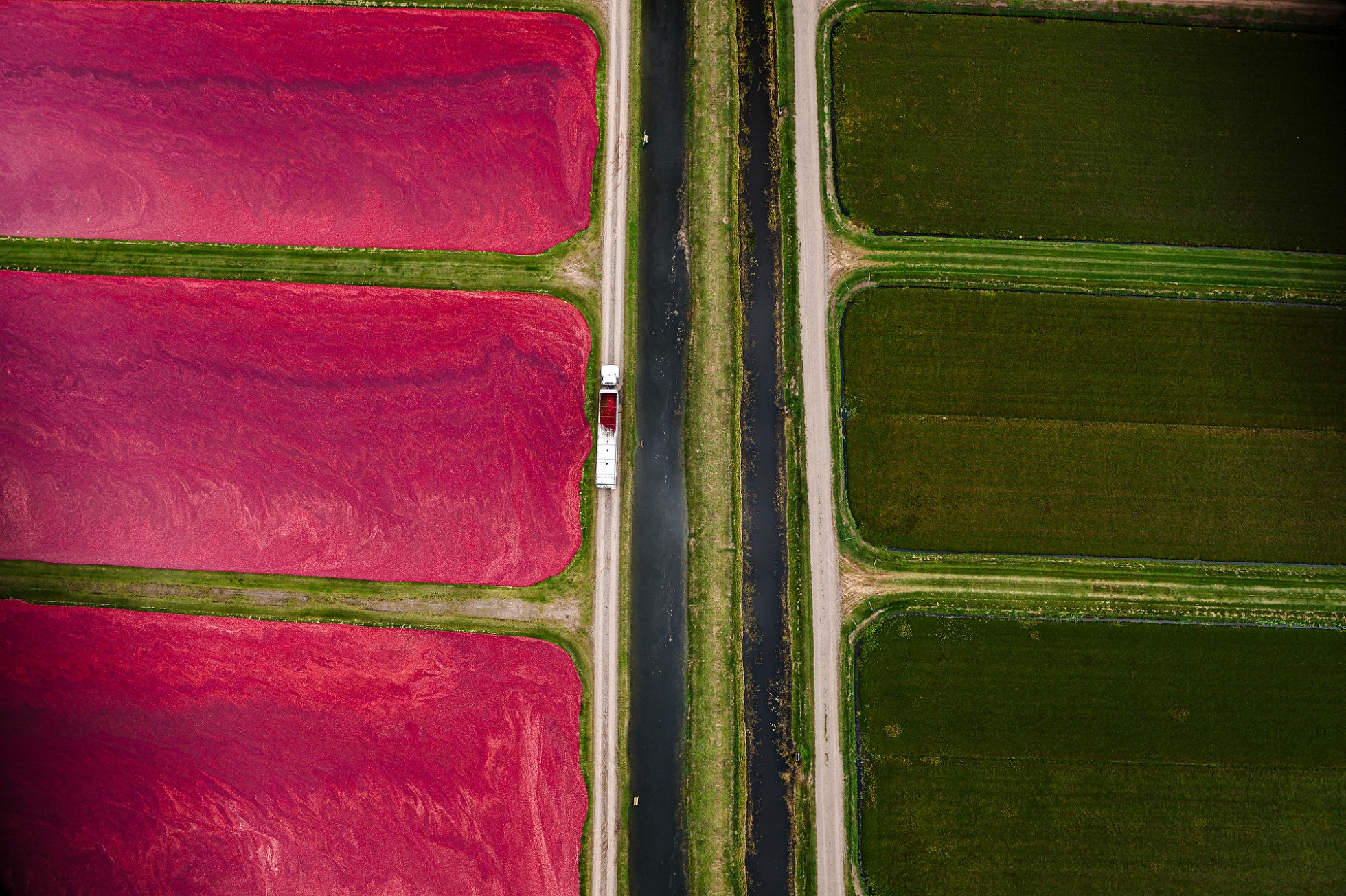 An aerial photo shows deep red cranberry bogs on the left and green bogs on the right. A truck loaded with berries drives down a road in the center of the photo.