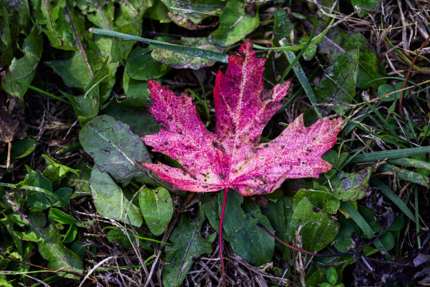 Single red leaf lying on top of green grass