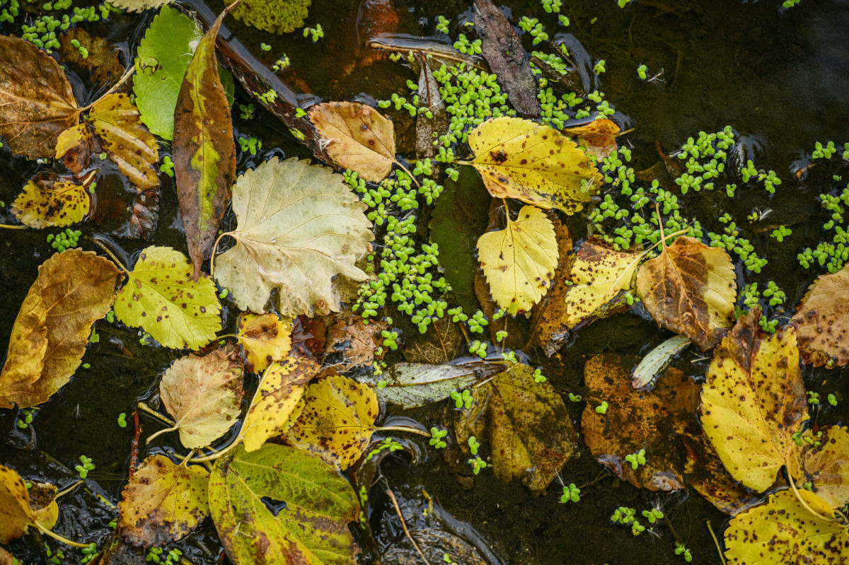 Yellow leaves and small green plants float on surface of water