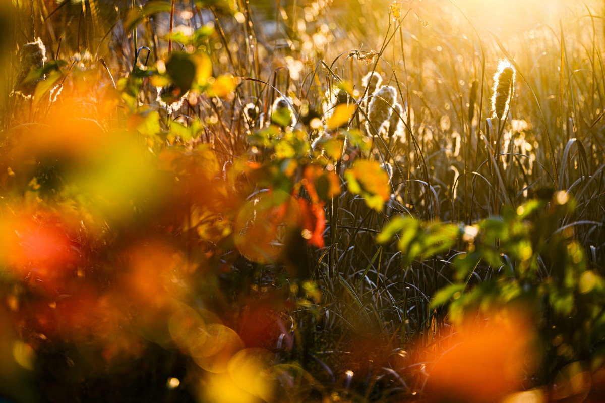 Golden light illuminates prairie grasses and plants