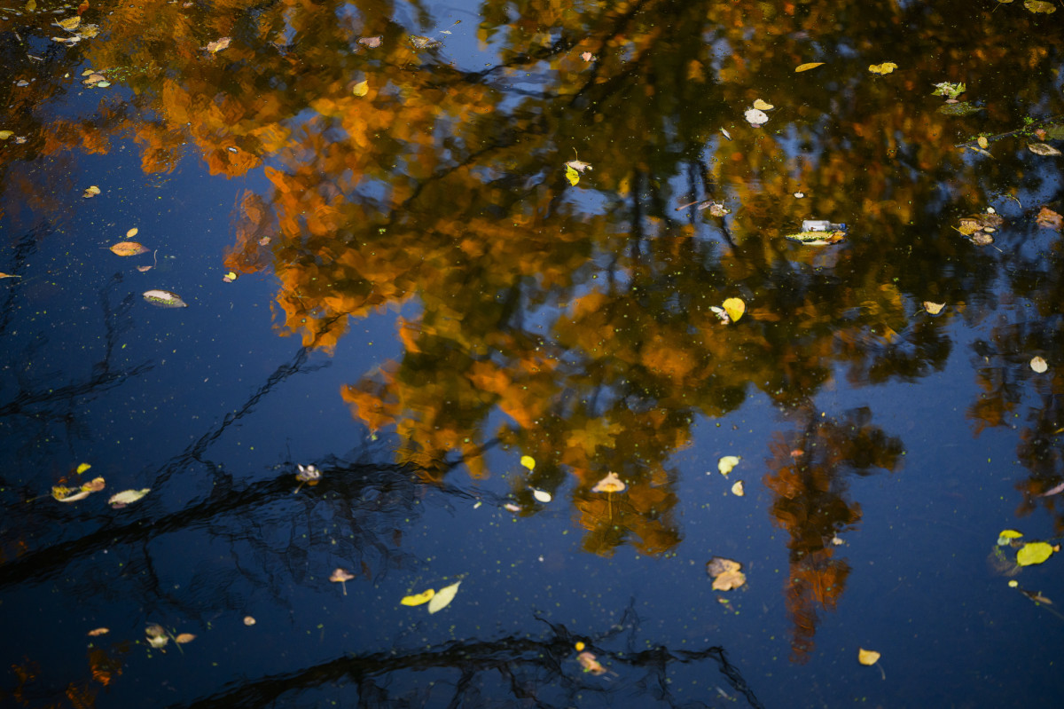 Reflection of fall leaves on a tree in water
