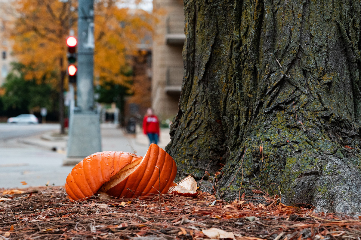 A pumpkin broken in half resting at the base of a tree trunk