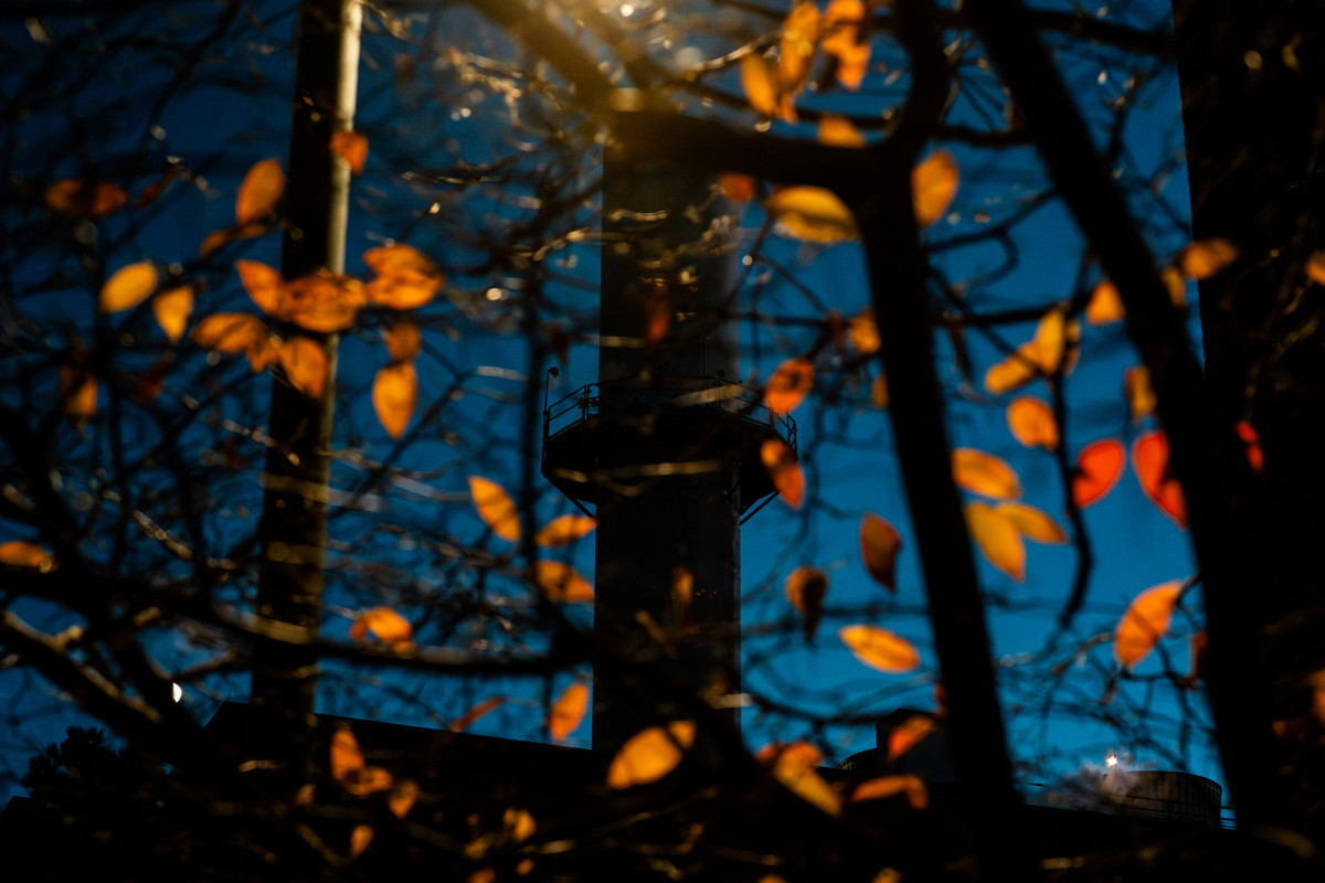 Colorful fall leaves on a tree with a tower in the background