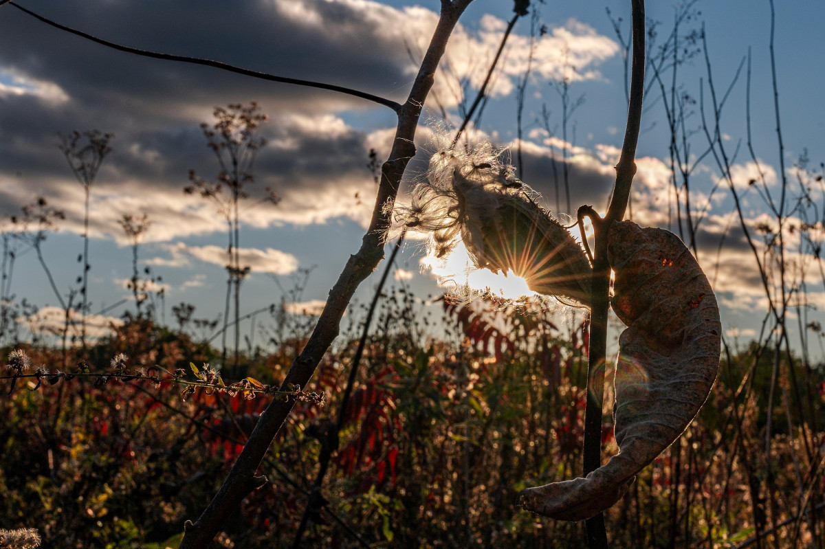 Milkweed and prairie plants backlit by sun