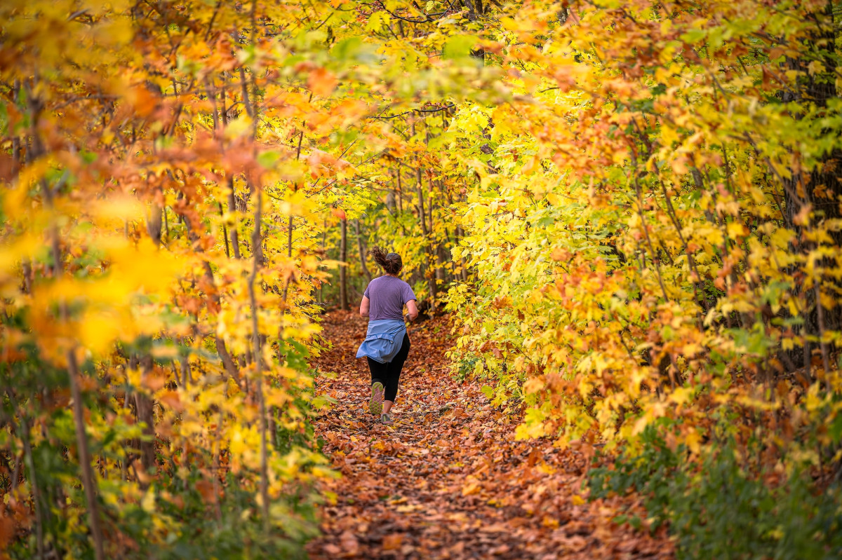 Back of a jogger running in the woods of colorful fall leaves