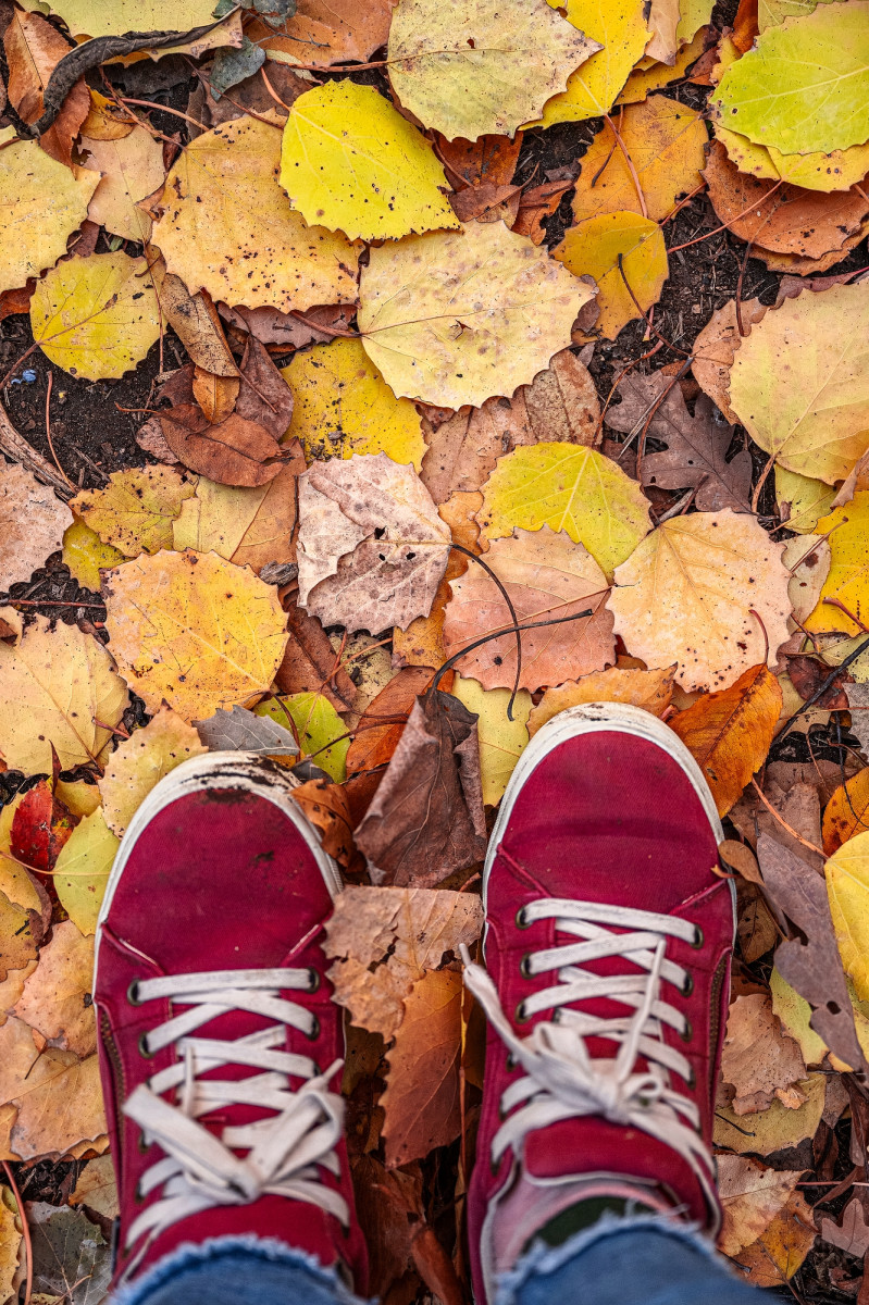Fallen leaves on the ground with red sneakers