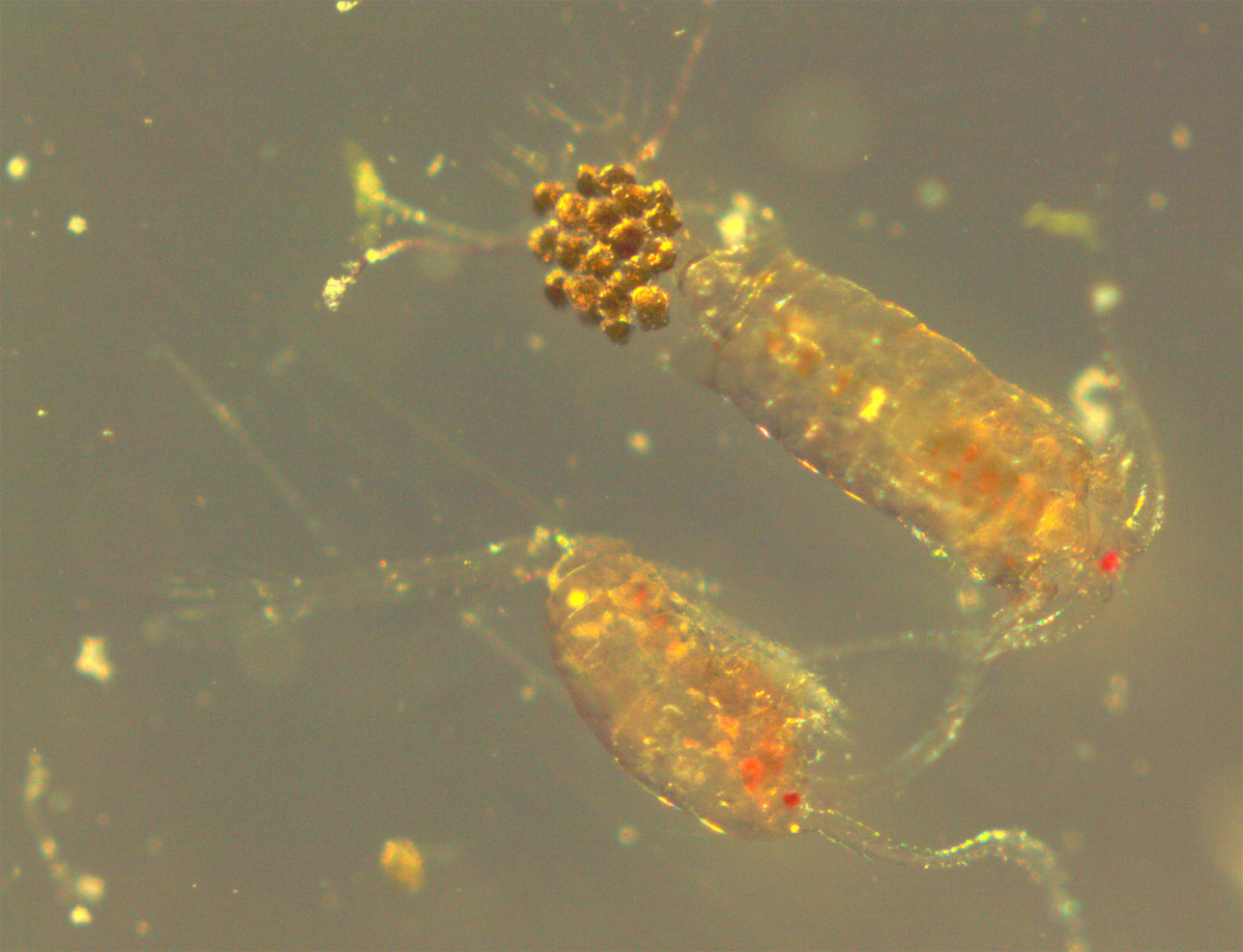 A magnified view of a copepod collected from Lake Michigan