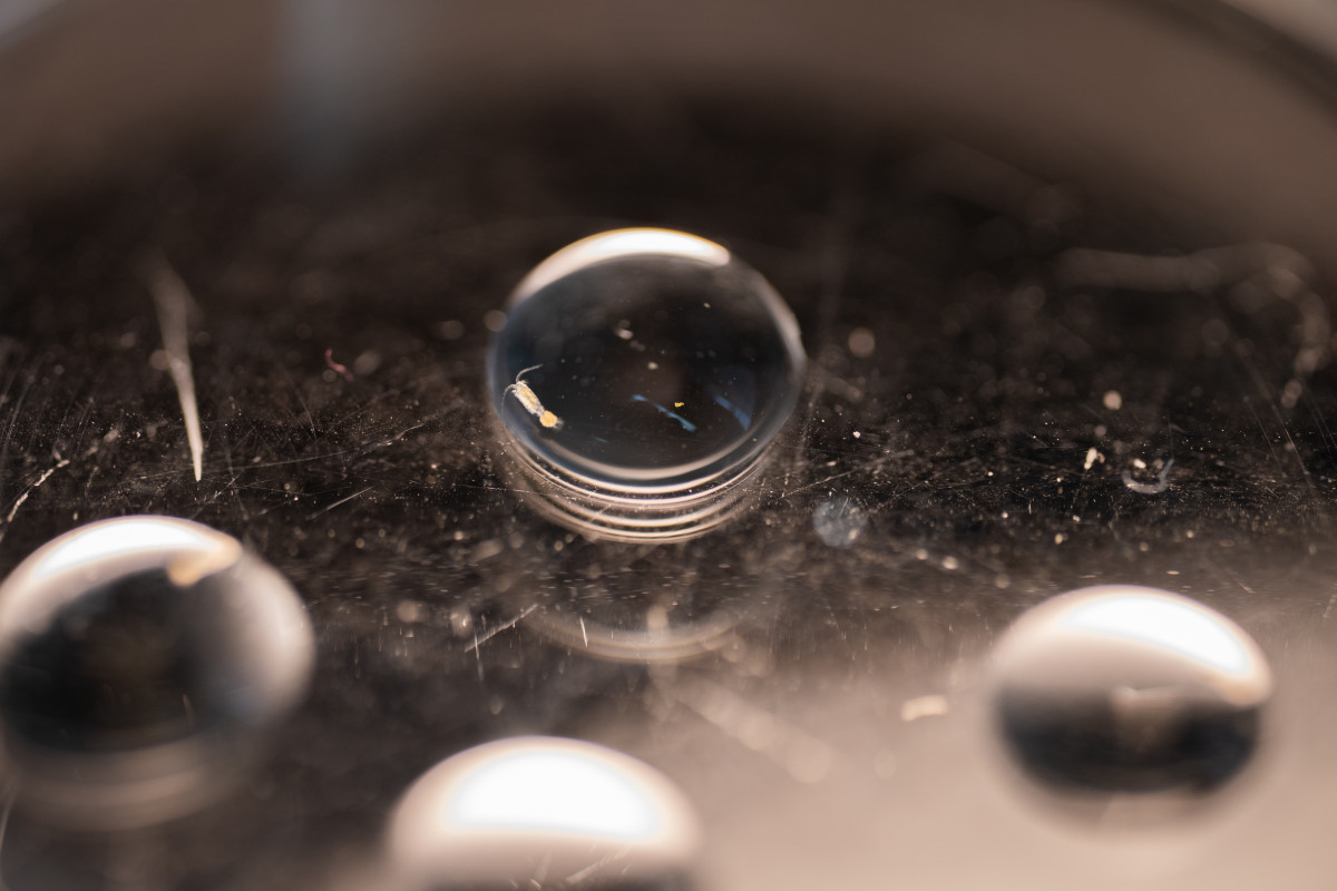 A tiny, female copepod swims in a drop of water.
