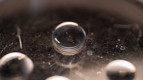 A tiny, female copepod swims in a drop of water