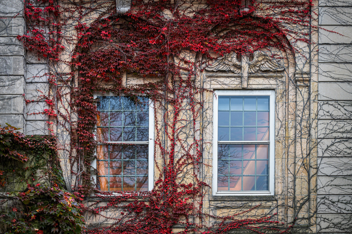Two windows covered in a red climbing plant
