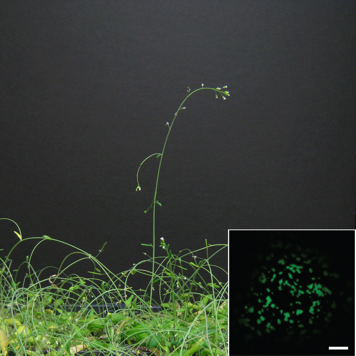 A grassy plant grows against a black background