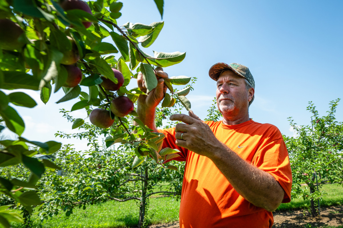 A man stands in an apple orchard on a sunny day. He inspects the fruit and leaves on the branch of an apple tree.