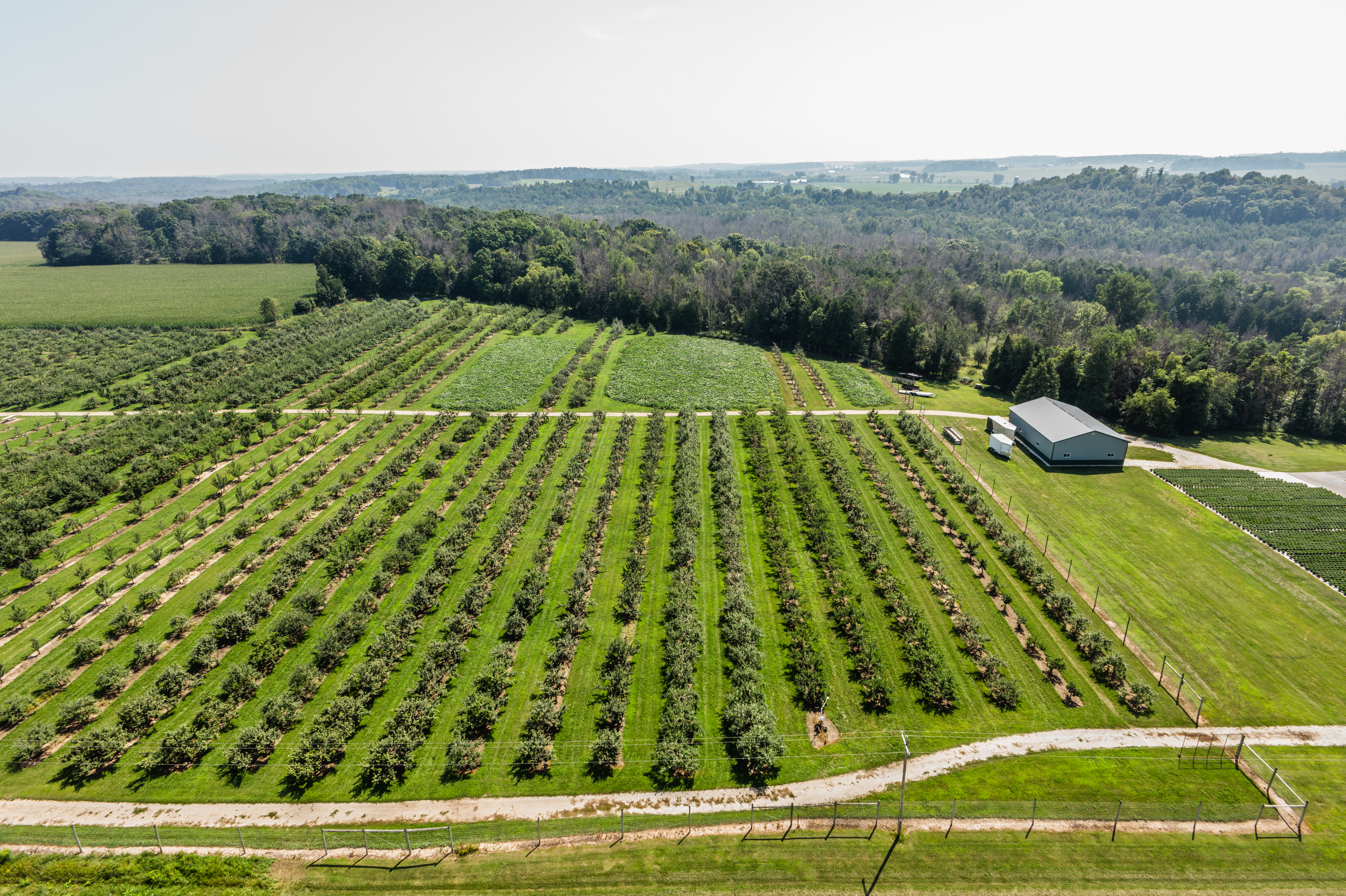 An aerial photo of an apple orchard and farm buildings.