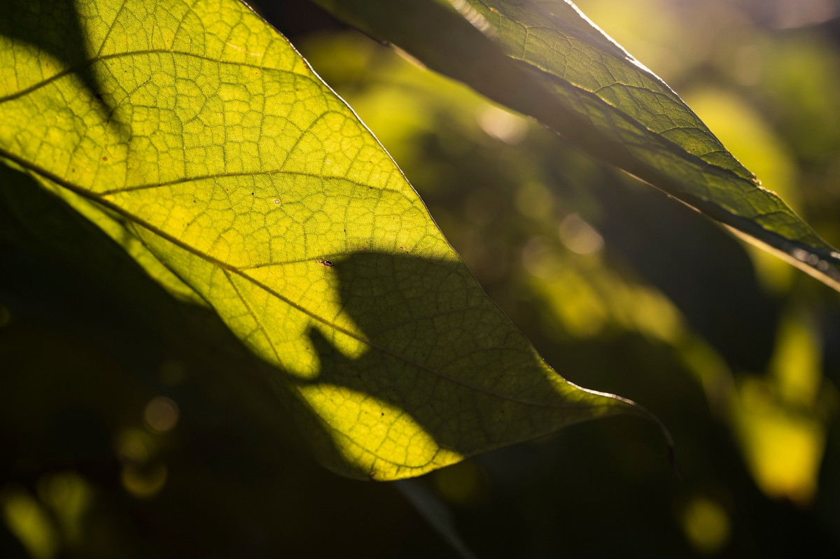 Sunlight illuminates a detail of a leaf