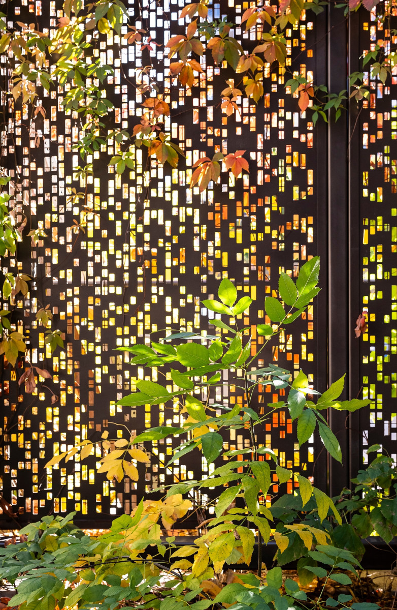 A mix of yellow- and green-hued ivy plant leaves cover a patterned privacy fence