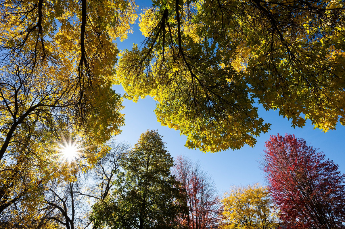 Sun shines through a canopy of trees with various shades of fall colors