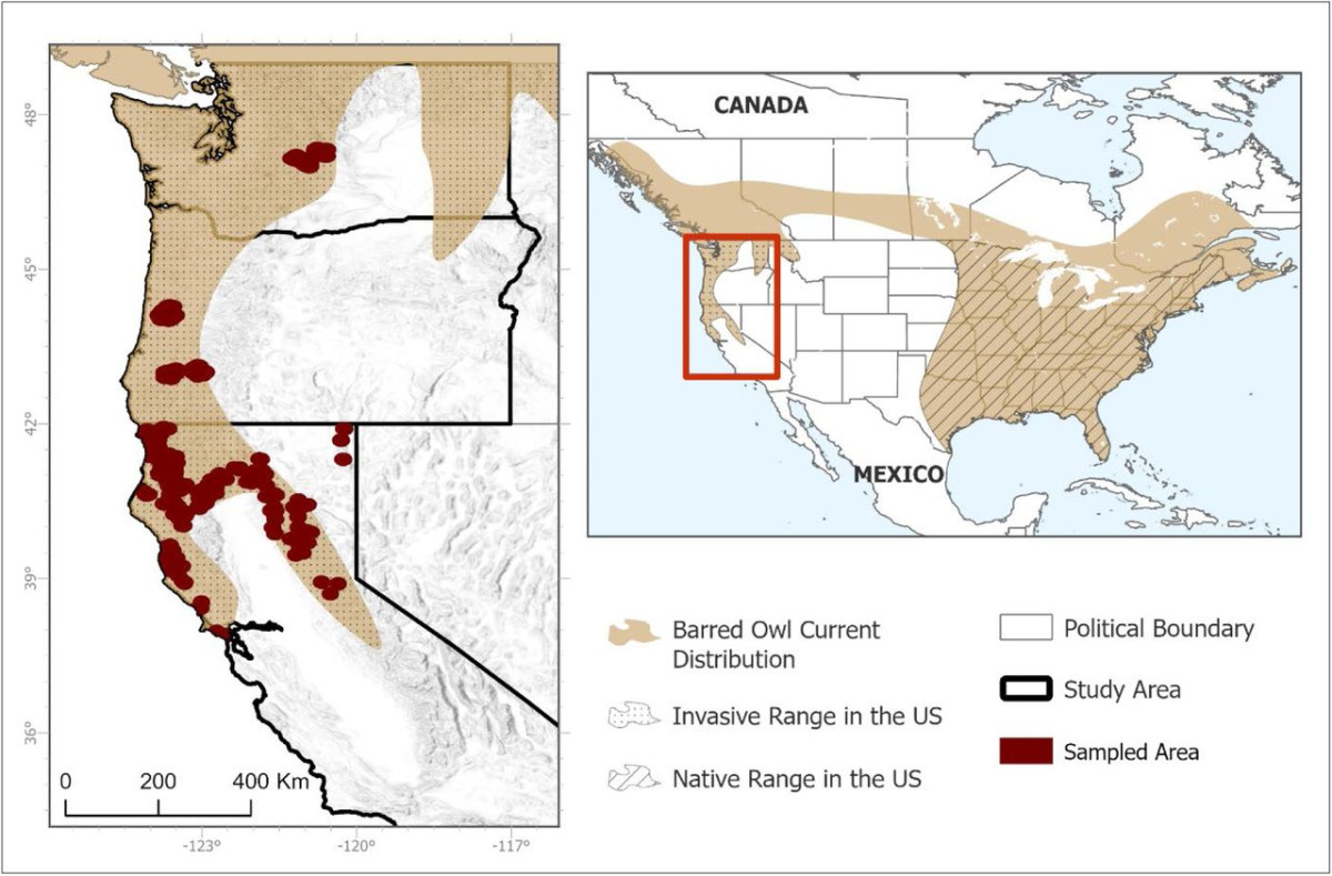 フクロウの西方移動が生態系に脅威(The barred owl’s westward migration threatens other species and a whole ecosystem, UW researchers find)