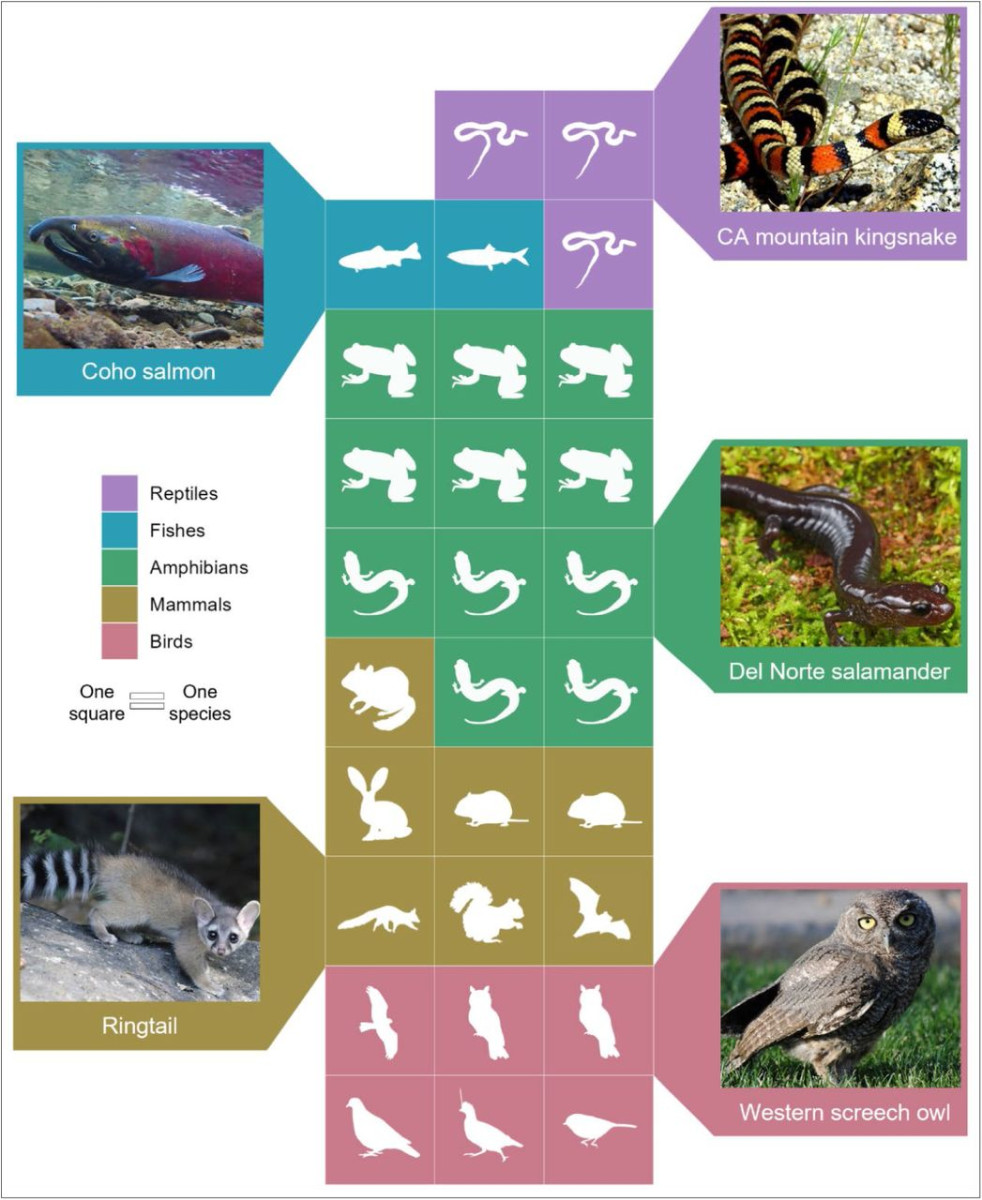 A graphic representing the 29 species that are targeted by the invasive barred owl, including images of the coho salmon, ringtail, CA mountain kingsnake, Del Norte salamander, and western screech owl.