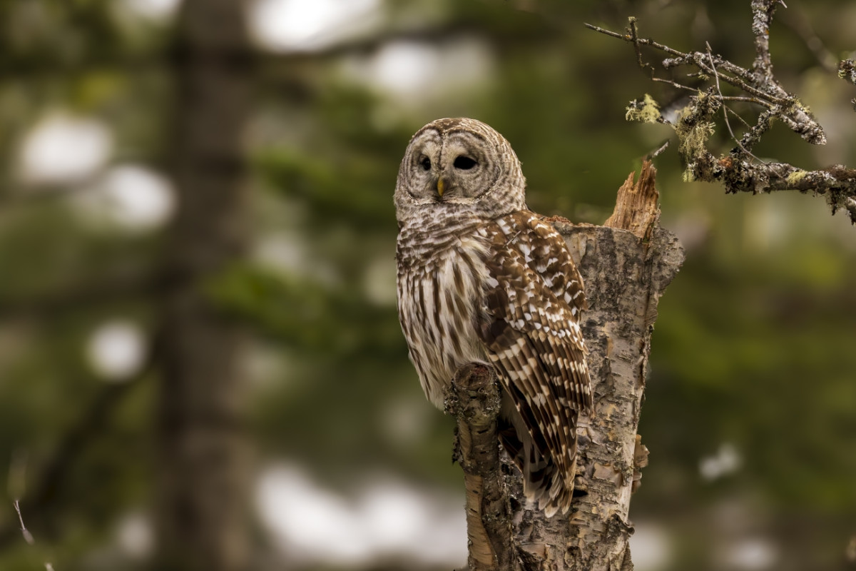 The barred owl’s westward migration threatens other species and a whole ecosystem, UW researchers find – University of Wisconsin–Madison