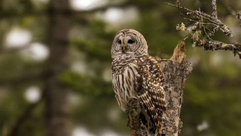 A barred owl resting on a tree branch in Turnbull National Wildlife Refuge in Washington.