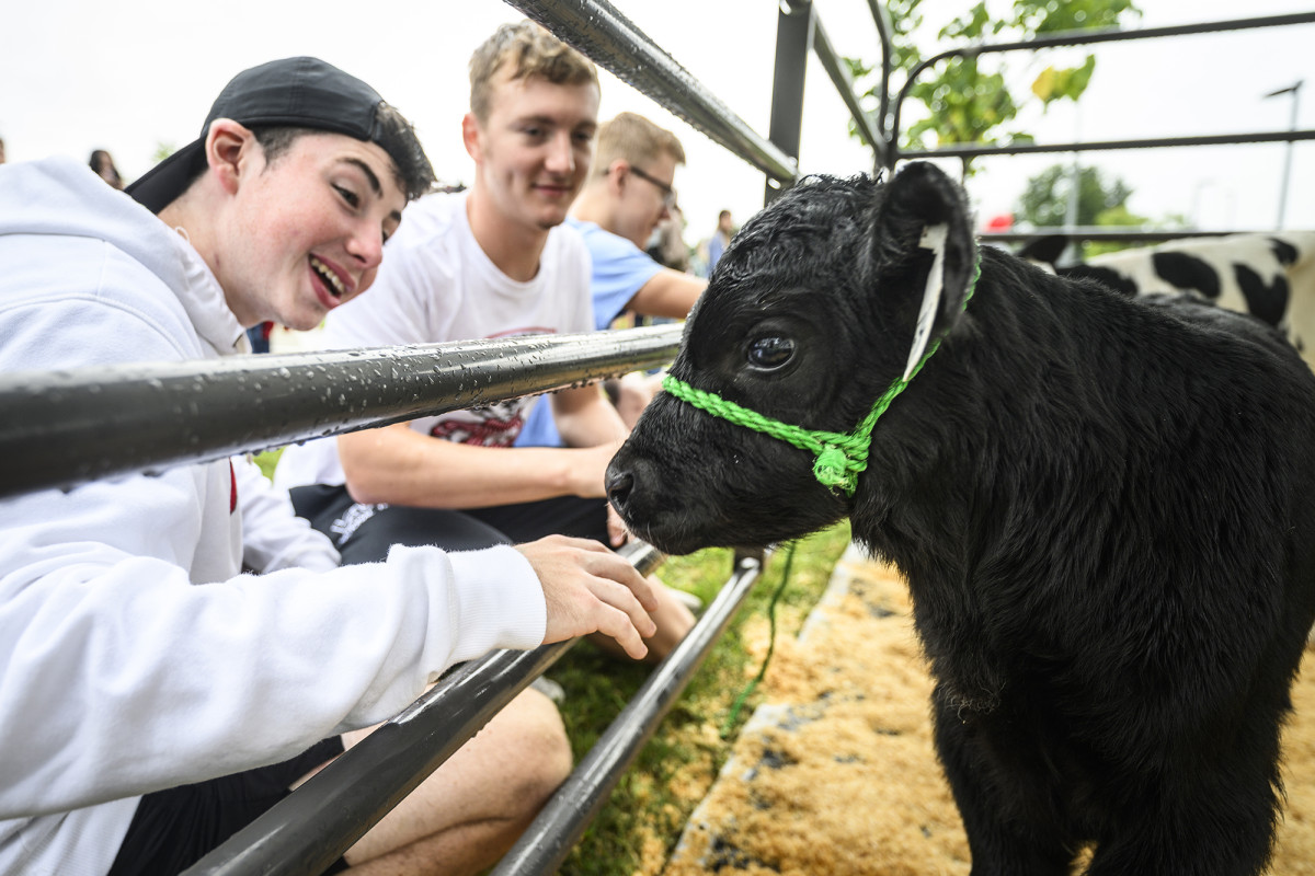 Students pet a black calf through a fence.