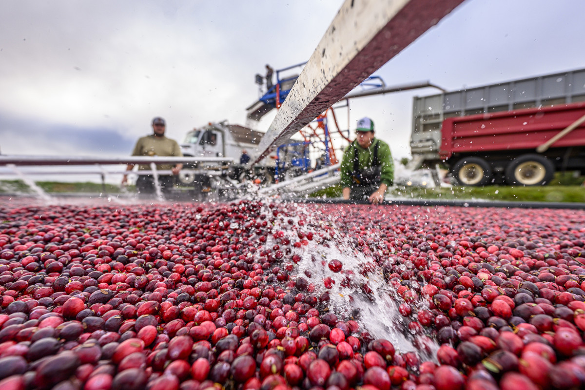 Water splashing through a vat of cranberries with farm workers and trucks in the background