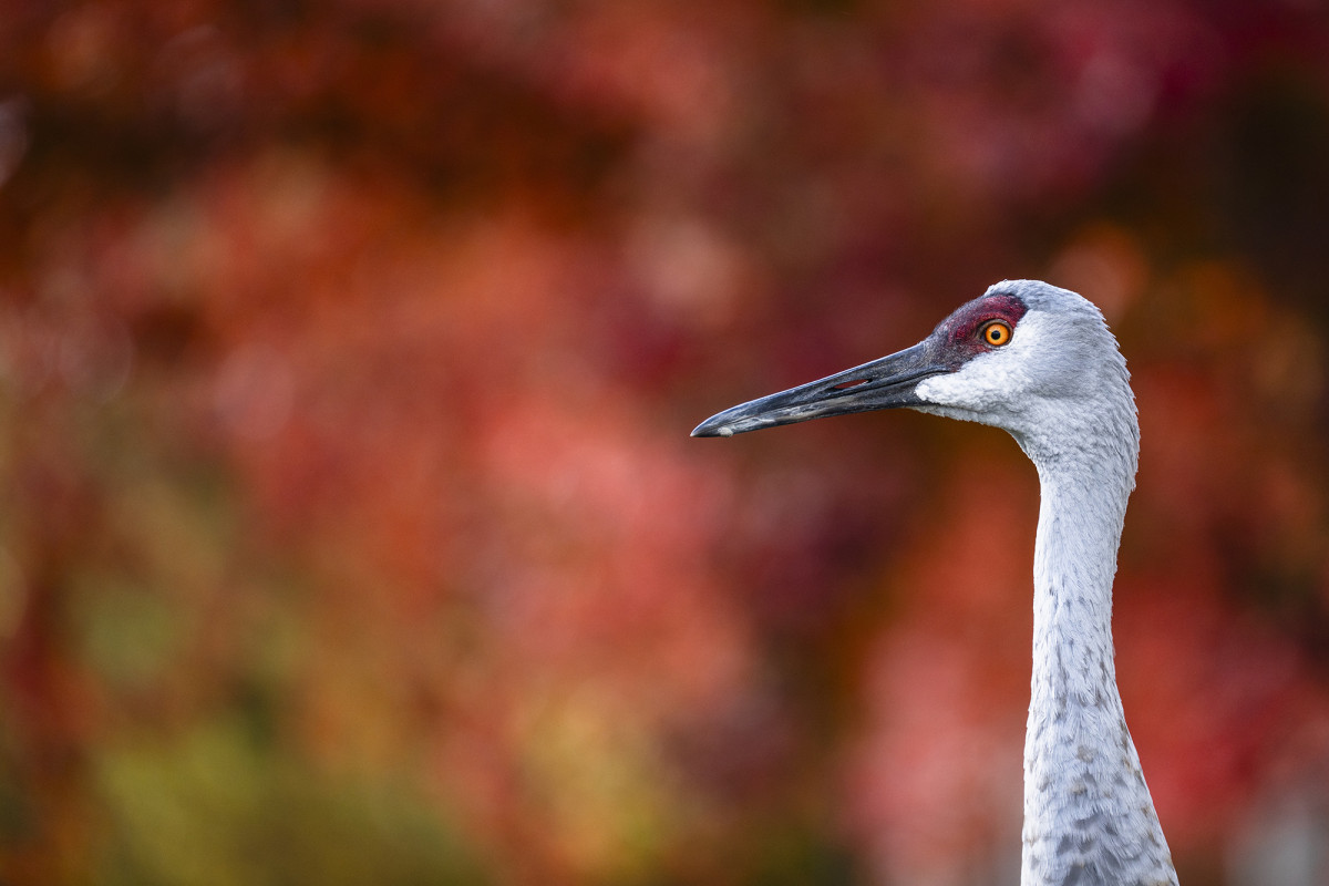 Close up of a Sandhill crane