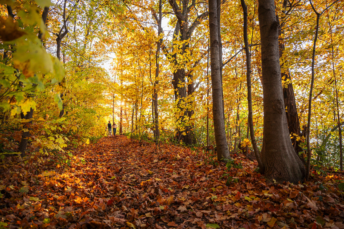 A wooded area with colorful fall leaves and two people walking with a dog on a path