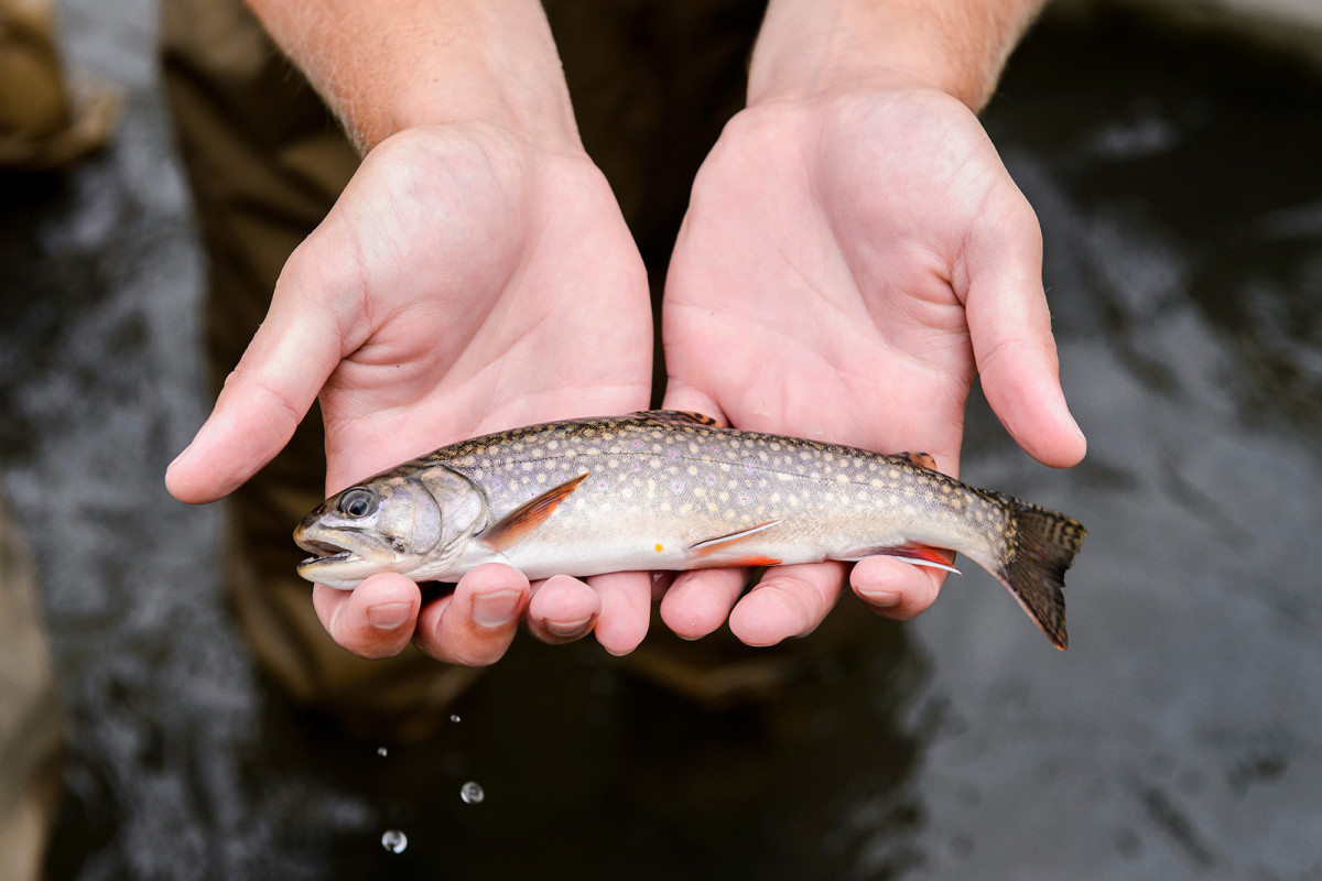 A pair of hands holds a trout fish