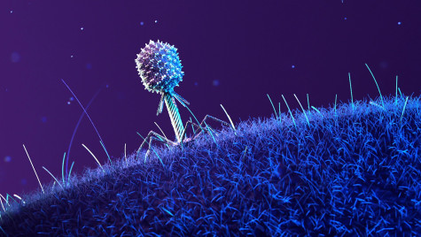 An illustration in purples and blues of a phage, a virus resembling a lollypop with spider legs at its base, sits on top of a fuzzy cell's surface.