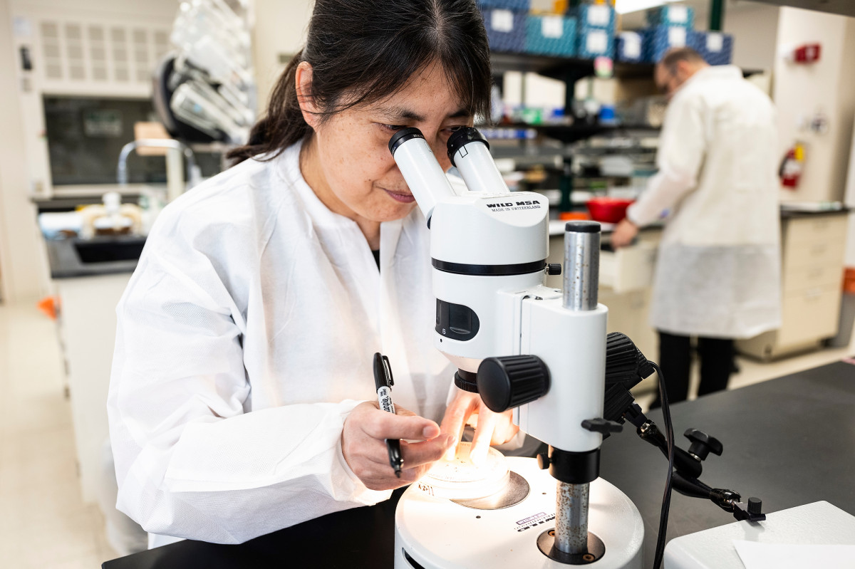 A scientist looks through a microscope in a lab setting