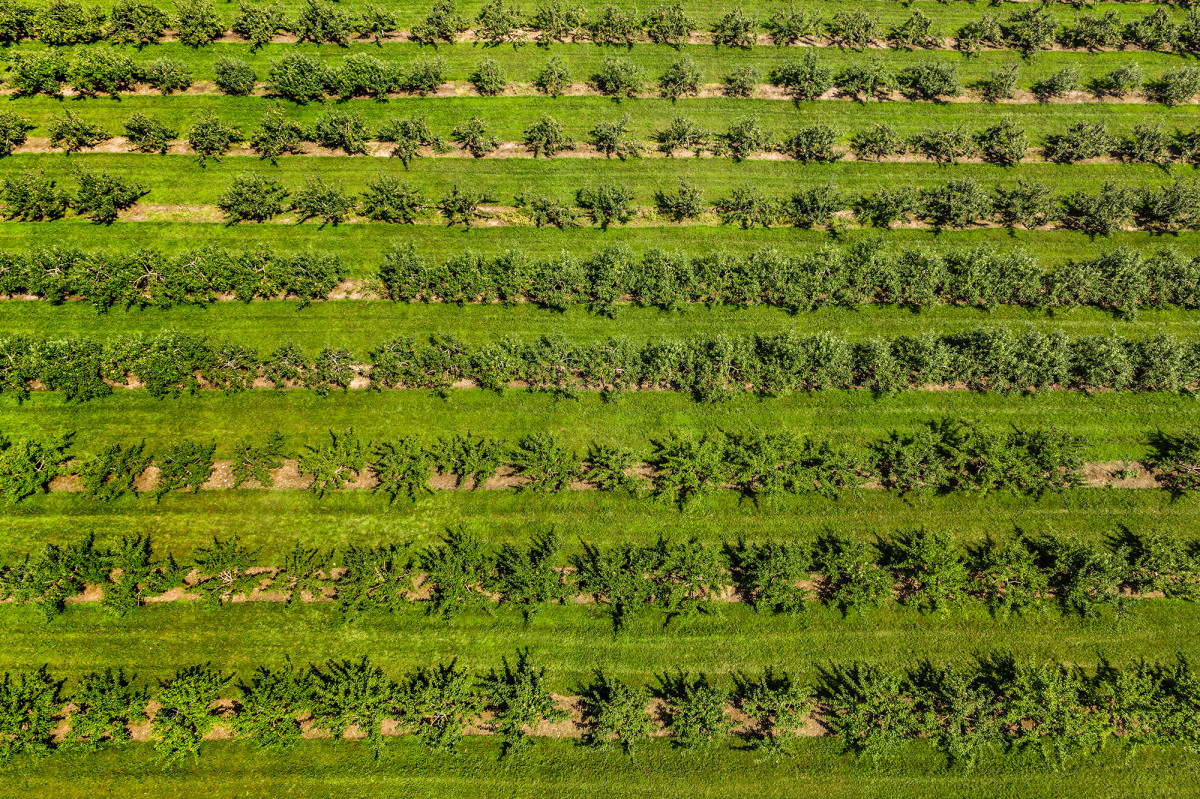 Aerial view of green apple orchards