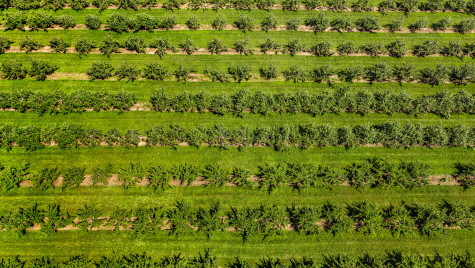 Aerial view of green apple orchards