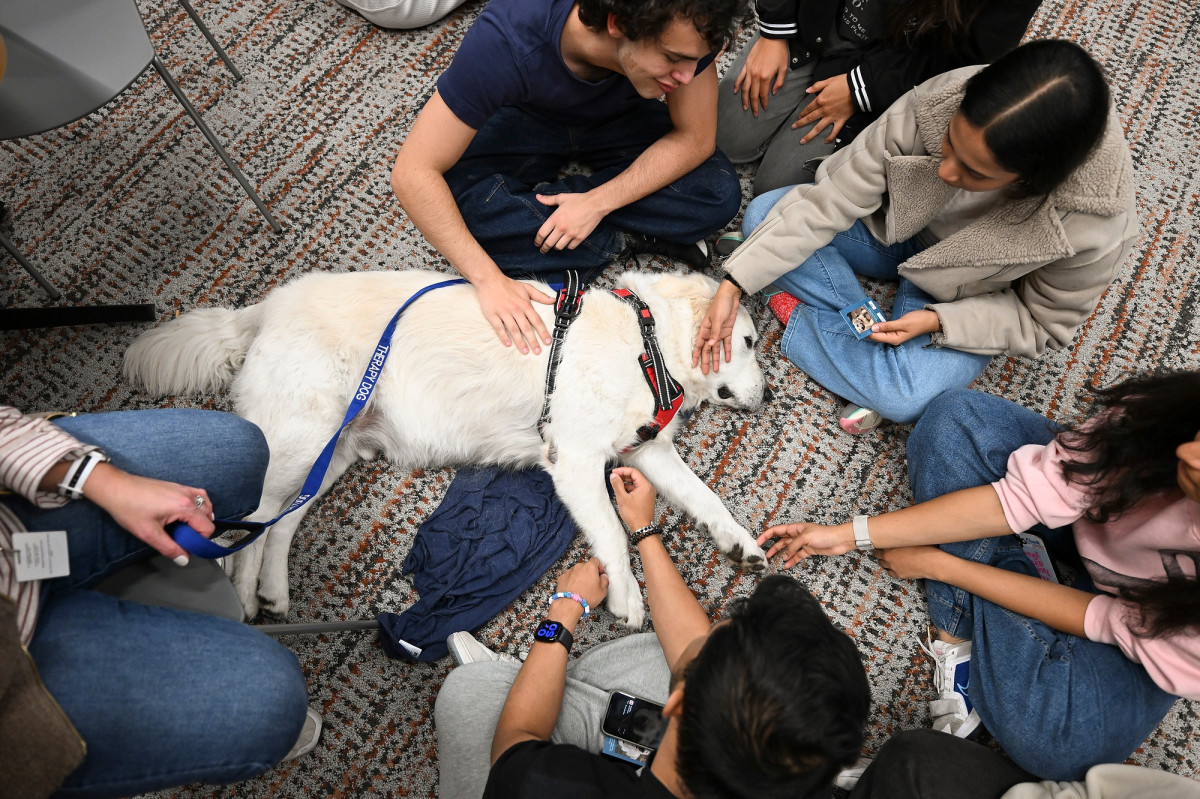 From above, a dog lies on the floor surrounded by students who take turns petting its fur.
