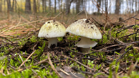 A pair of short, white mushrooms grow out of the forest floor.