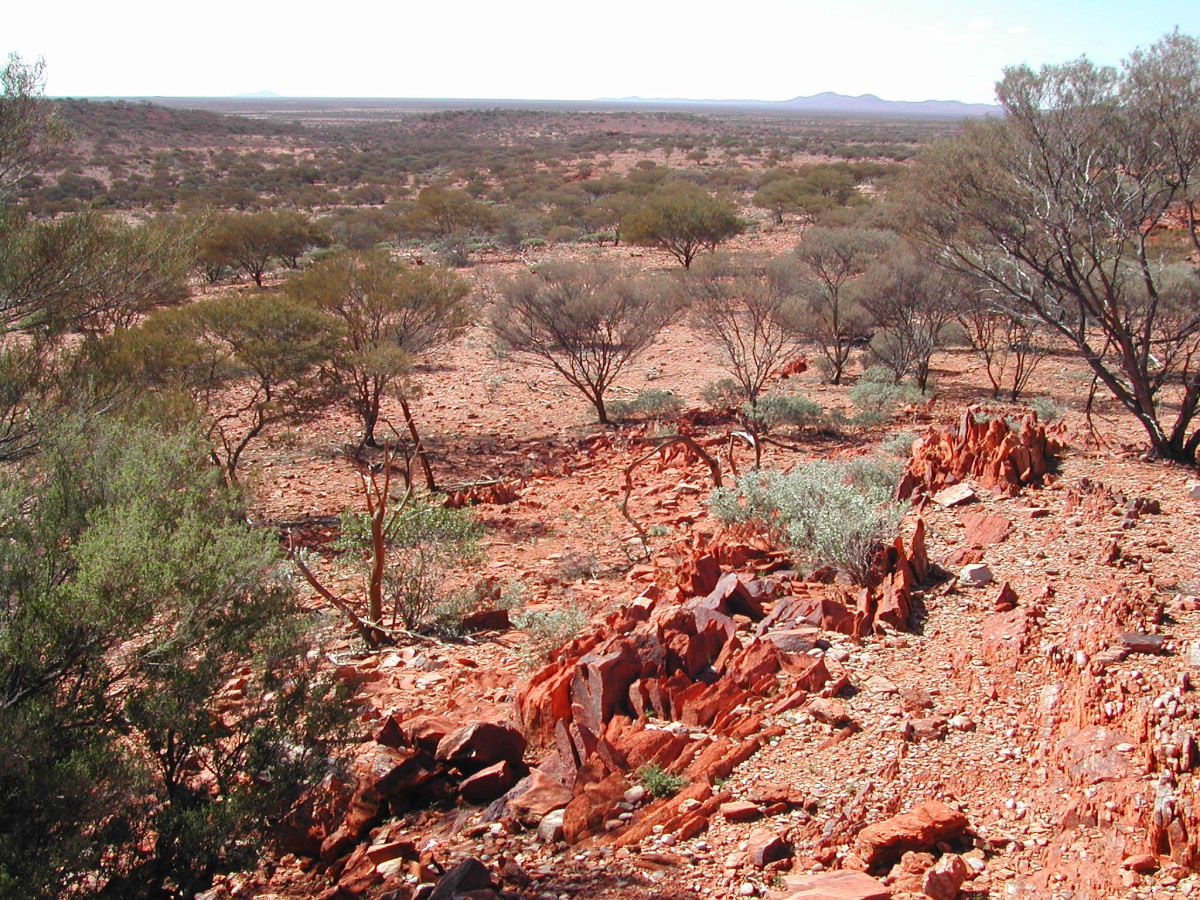 Photo of a dry savannah landscape in Western Australia. The earth is rusty red and filled with scrubby trees.