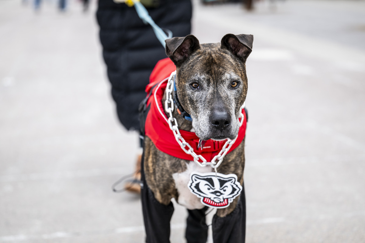 A short-haired dog wears a red coat and metal chain with a Bucky Badger medallion.