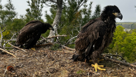 Two young eagles stand in a nest.