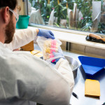 A man wears a white lab coat and blue latex gloves while sitting at a research bend. He pulls out corn kernels from a bag above a stainless steel bowl.