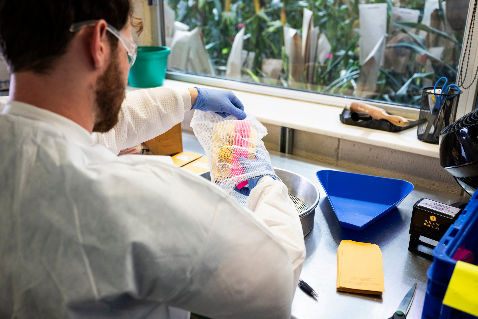 A man wears a white lab coat and blue latex gloves while sitting at a research bend. He pulls out corn kernels from a bag above a stainless steel bowl. 