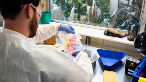 A man wears a white lab coat and blue latex gloves while sitting at a research bend. He pulls out corn kernels from a bag above a stainless steel bowl.