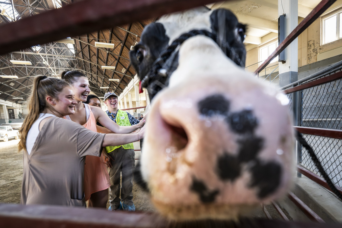 Close-up of a cow’s nose and face at the edge of a fenced barn aisle, filling most of the frame. Behind the cow, several people reach through the fence to pet the cow inside a large indoor agricultural space.