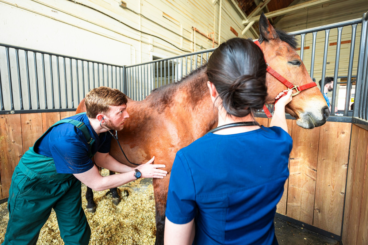 Two veterinary students perform an exam on a horse. One gently holds the horse's bridle while the other uses a stethoscope to listen to vitals.